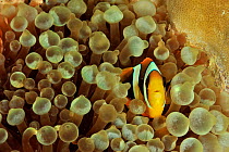 Twobar anemonefish / clownfish (Amphiprion allardi) in a Bulb-tentacle sea anemone (Entacmaea quadricolor) Madagascar. Indian Ocean.