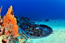 Blackspotted stingray (Taeniura meyeni ) resting on sea floor,  Madagascar. Indian Ocean.