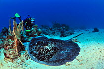 Diver and a Blackspotted stingray (Taeniura meyeni ) resting on sea floor,  Madagascar. Indian Ocean. September 2012.
