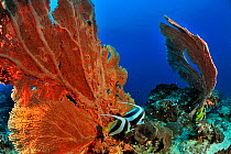 Two Longfin / Reef bannerfish (Heniochus acuminatus) and two Masked bannerfish (Heniochus monoceros) in front of Giant seafans / gorgonians (Subergorgia mollis) on a coral reef,  Madagascar. Indian Oc...