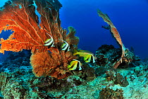 Two Longfin / Reef bannerfish (Heniochus acuminatus) and two Masked bannerfish (Heniochus monoceros) in front of Giant seafans / gorgonians (Subergorgia mollis) on a coral reef,  Madagascar. Indian Oc...