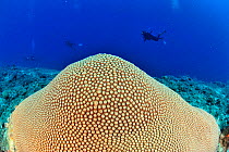 Sun coral (Diploastrea heliopora) with divers in the background,  Madagascar. Indian Ocean. September 2012.