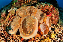Elephant's ear anemones (Amplexidiscus fenestrafer) Madagascar. Indian Ocean.
