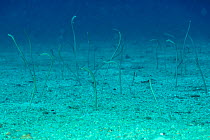 Whitespotted / Spaghetti garden eels (Gorgasia maculata) coming out of the sandy sea floor,  Madagascar. Indian Ocean.