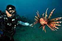 Franck Mazeas, a Guadeloupe scientist shooting a Common lionfish (Pterois volitans) with a spear gun. Introduced species,  Guadeloupe Island, Mexico. Caribbean.