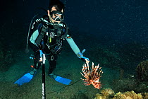Franck Mazeas, a Guadeloupe scientist shooting a Common lionfish (Pterois volitans) with a spear gun. Introduced species,  Guadeloupe Island, Mexico. Caribbean.