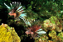 Common lionfish (Pterois volitans) introduced species, Guadeloupe Island, Mexico. Caribbean.
