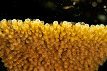 Close-up of the polyps of a Elkhorn coral (Acropora palmata)  Guadeloupe Island, Mexico. Caribbean.