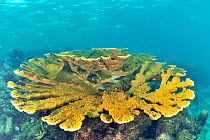 Elkhorn coral table (Acropora palmata) Guadeloupe Island, Mexico. Caribbean.