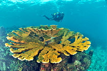 Elkhorn coral table (Acropora palmata) Guadeloupe Island, Mexico. Caribbean.