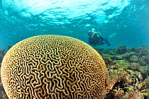 Brain coral (Diploria labyrinthiformis) with diver, Guadeloupe Island, Mexico. Caribbean. August 2012.