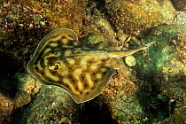 Cortez round stingray / Spotted round ray (Urobatis maculatus) Baja California peninsula, Mexico. Sea of Cortez.