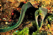 Finespotted / Speckled moray (Gymnothorax dovii) the mouth wide open, Revillagigedo islands, Mexico. Pacific Ocean.
