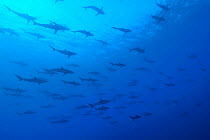 School of Silky sharks (Carcharhinus falciformis) in open water, Revillagigedo islands, Mexico. Pacific Ocean.