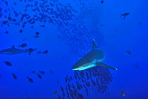 Silvertip sharks (Carcharhinus albimarginatus) in open water, Revillagigedo islands, Mexico. Pacific Ocean.