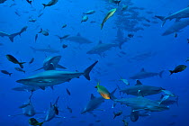 Group of Silvertip sharks (Carcharhinus albimarginatus) in open water, Revillagigedo islands, Mexico. Pacific Ocean.