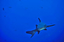 White tip shark (Triaenodon obesus) swimming in open water, Revillagigedo islands, Mexico. Pacific Ocean.