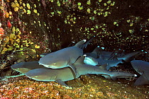 Group of White tip sharks (Triaenodon obesus) resting on sea floor, Revillagigedo islands, Mexico. Pacific Ocean.
