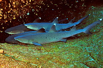 Group of White tip sharks (Triaenodon obesus) resting on sea floor, Revillagigedo islands, Mexico. Pacific Ocean.