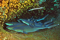 Group of White tip sharks (Triaenodon obesus) resting on sea floor with a Trumpetfish (Aulostomus chinensis) on top of them, Revillagigedo islands, Mexico. Pacific Ocean.