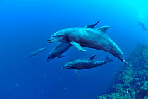 Group of Bottlenose dolphins (Tursiops truncatus) swimming near  reef with a diver in the background, Revillagigedo islands, Mexico. Pacific Ocean. June 2012.