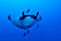 Giant manta ray (manta birostris) swimming in open water surrounded with Black jacks / trevally (Caranx lugubris) and a Clarion angelfish (Holacanthus clarionensis) Revillagigedo islands, Mexico. Paci...
