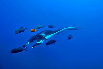 Giant manta ray (manta birostris) swimming in open water surrounded with black jacks / trevally (Caranx lugubris) and a Clarion angelfish (Holacanthus clarionensis) which usually cleans it, Revillagig...