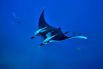 Diver filming a giant manta ray (manta birostris) swimming in open water with two remoras (Remora remora) hung on its body and surrounded with black jacks / trevally (Caranx lugubris), Revillagigedo i...