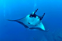 Divers behind a Giant manta ray (manta birostris) with two Remoras (Remora remora) attached its body and surrounded with Black jacks / trevally (Caranx lugubris) and a Clarion angelfish (Holacanthus c...