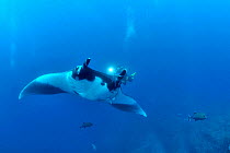 Diver filming a Giant manta ray (manta birostris) with two Remoras (Remora remora) attached its body and surrounded with Black jacks / trevally (Caranx lugubris) and a Clarion angelfish (Holacanthus c...