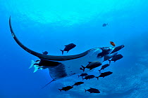 Giant manta ray (manta birostris) with two Remoras (Remora remora) attached its body and surrounded with Black jacks / trevally (Caranx lugubris) and a Clarion angelfish (Holacanthus clarionensis)  Re...