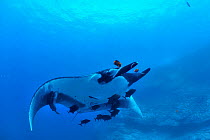 Giant manta ray (manta birostris) with two Remoras (Remora remora) attached its body and surrounded with Black jacks / trevally (Caranx lugubris) and a Clarion angelfish (Holacanthus clarionensis)  Re...