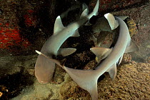 White tip sharks (Triaenodon obesus)  circling excitedly whilst hunting for prey,  Cocos island, Costa Rica. Pacific ocean.