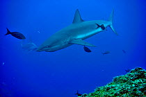 Silky shark (Carcharhinus falciformis) with a Scalloped hammerhead (Sphyrna lewini) in the background, Cocos island, Costa Rica. Pacific ocean.