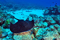 Blackspotted stingray (Taeniura meyeni) swimming near reef with a White tip shark (Triaenodon obesus) resting on sea floor in the background, Cocos island, Costa Rica. Pacific ocean.
