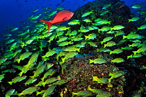 Pacific creolefish (Paranthias colonus) among a school of Blue-and-gold snappers (Lutjanus viridis) near the coral reef drop off, Cocos island, Costa Rica. Pacific ocean.