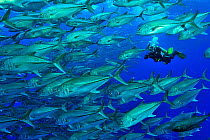 Diver in a school of Bigeye trevally / jacks (Caranx sexfasciatus), Cocos island, Costa Rica. Pacific ocean. December 2010.