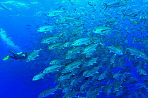 Diver in a school of Bigeye trevally / jacks (Caranx sexfasciatus), Cocos island, Costa Rica. Pacific ocean. December 2010.