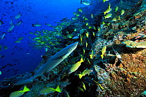 White tip shark (Triaenodon obesus) swimming near the coral reef drop off among a school of Blue-and-gold snappers (Lutjanus viridis), Cocos island, Costa Rica. Pacific ocean.