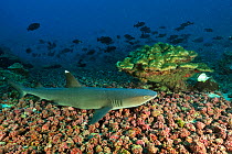 White tip shark (Triaenodon obesus) resting on sea floor, Cocos island, Costa Rica. Pacific ocean.