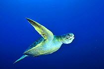 Green turtle (Chelonia mydas) that has just swallowed a jellyfish in open water, Cocos island, Costa Rica. Pacific ocean.