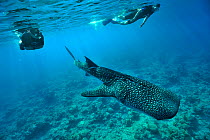 Swimmers / snorkelers with a Whale shark (Rhincodon typus) swimming over coral reef,  Maldives. Indian Ocean. March 2012.