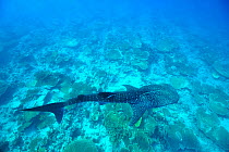Whale shark (Rhincodon typus) swimming on top of a coral reef, with scars from an injury due to boat propeller,  Maldives. Indian Ocean.