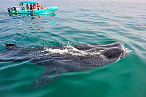 Whale shark (Rhincodon typus) mouth open feeding on plankton at the surface with tourists watching from boat, Yucatan peninsula, Mexico. Caribbean.