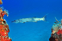 Great barracuda (Sphyraena barracuda) on the wreck of Puerto Morelos, Yucatan peninsula, Mexico. Caribbean.