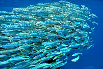 School of Red-ear herrings / Red-ear sardines (Harengula humeralis) Yucatan peninsula, Mexico. Caribbean.