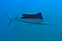 Atlantic sailfish (Istiophorus albicans), Yucatan peninsula, Mexico. Caribbean.