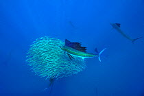 Atlantic sailfishes (Istiophorus albicans) hunting sardines school, Yucatan peninsula, Mexico. Caribbean.