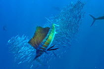 Atlantic sailfish (Istiophorus albicans) hunting sardine school, Yucatan peninsula, Mexico. Caribbean.