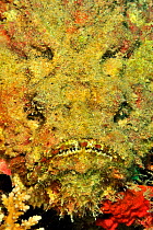 Reef stonefish (Synanceia verrucosa) close up, highly venomous species. Maldives. Indian Ocean.